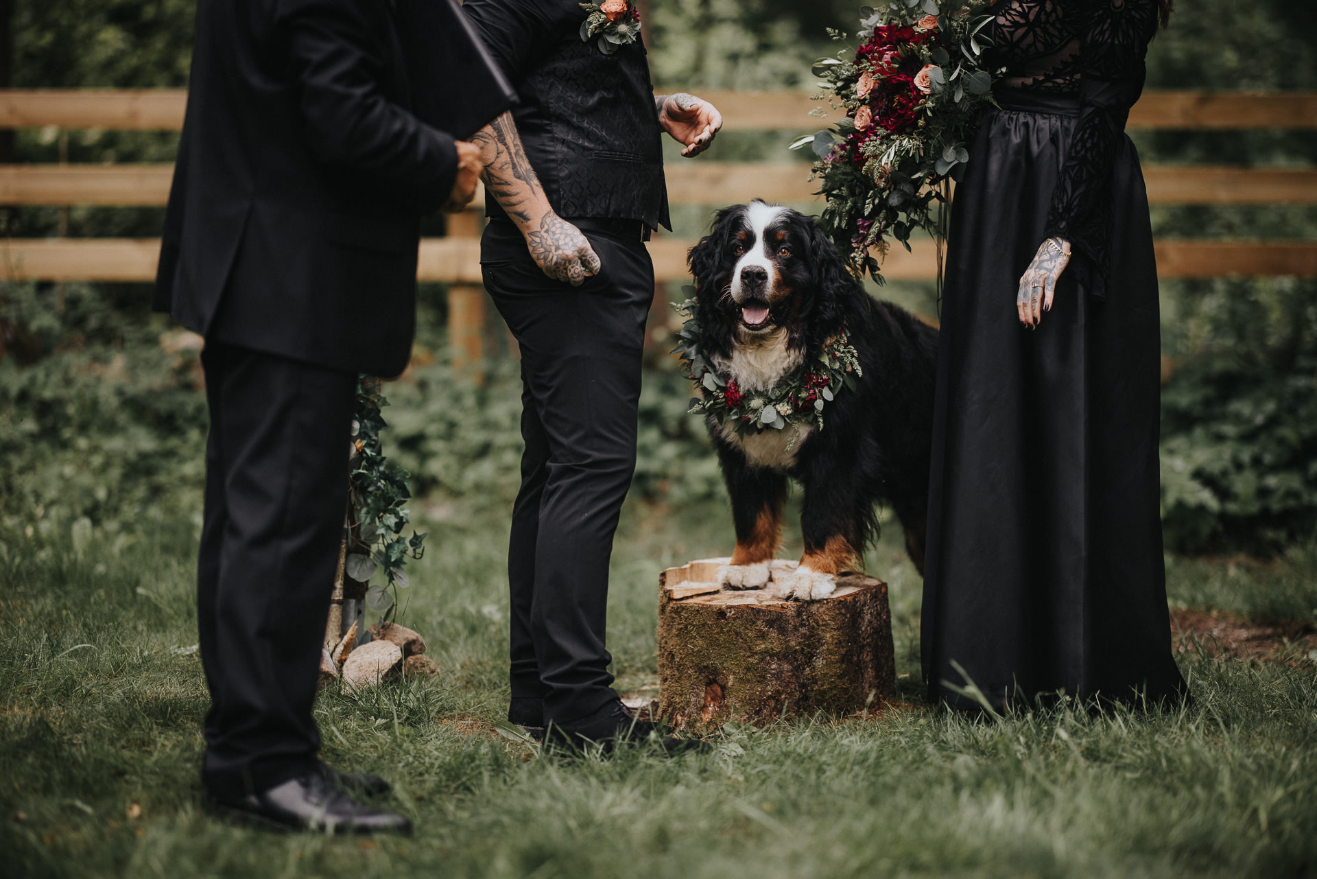 Berner sennenhund med blomsterkrans står mellan brudparet under vigseln